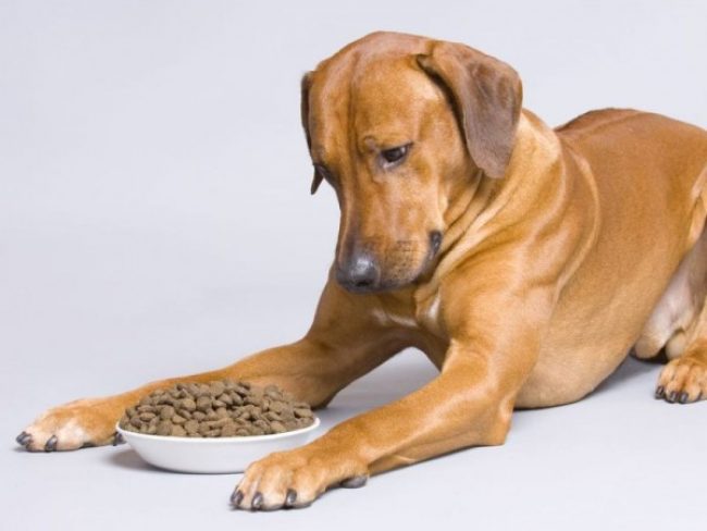 Dog food Pro Plan