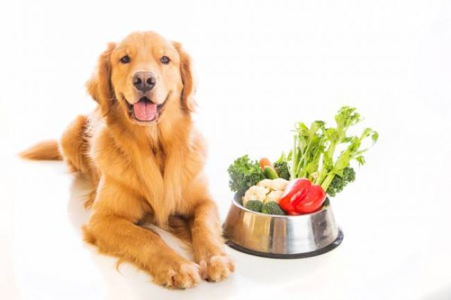 Dog food Pro Plan