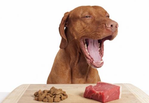 Whether to feed the dog raw meat: all for and against