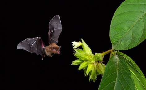 The bat eats nectar