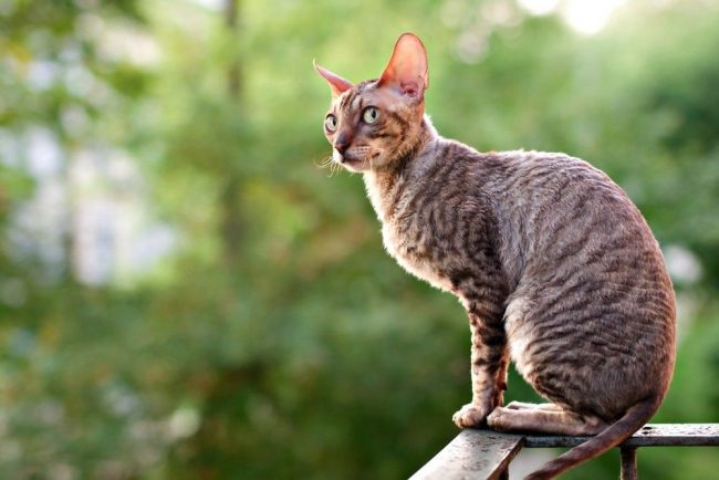 In the representatives of the Cornish Rex breed, nobility and grace can be traced. These amazingly insightful animals can easily compare with dogs in mental development.