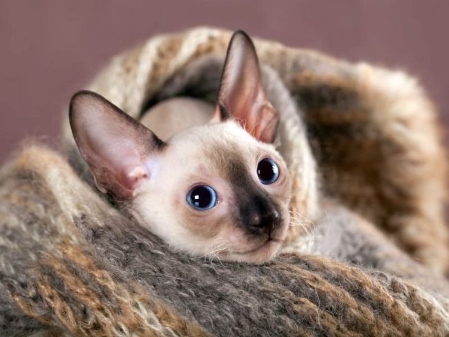 With timely vaccination, proper feeding and sufficient physical exertion, Cornish Rex can live up to 20 years, never having bothered its owners with health problems.