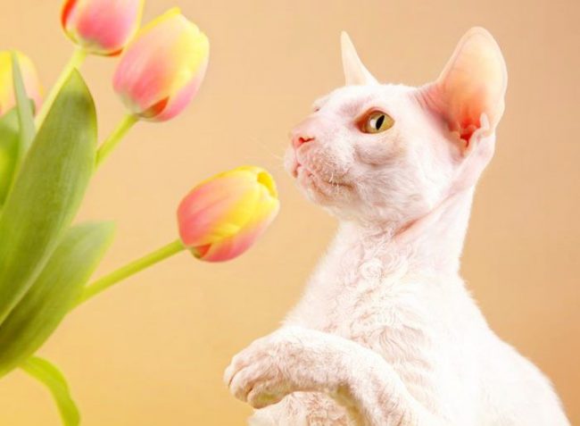 Cornish Rex is a smart and loyal cat that will not burden the owners with caring for itself.