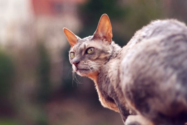 Cornish Rex cats can be easily trained. The owner can train the Cornish dog with little effort, for example, to find and bring an abandoned ball.