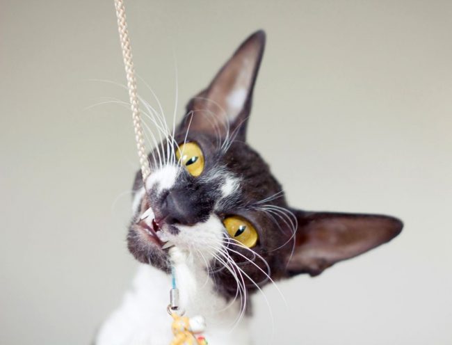 Cornish Rex loves spending time with the owner, especially adores collaborative games