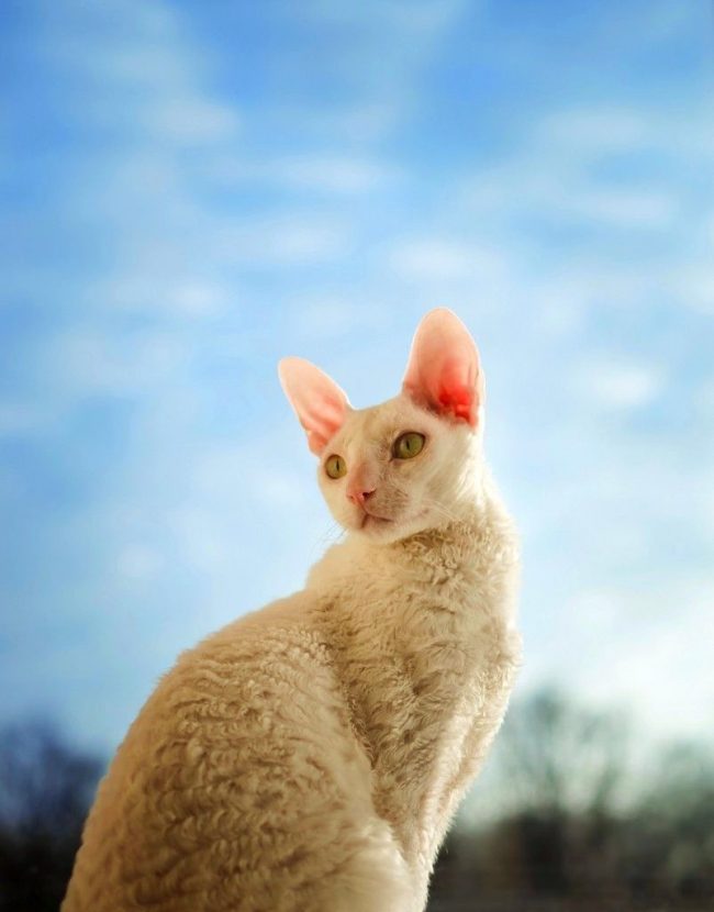Cornish Rex is a friendly breed. Cornish will quickly find a common language with other pets. Unauthorized people, having a closer look and making sure that they are not dangerous, the cat will calmly let himself be stroked.