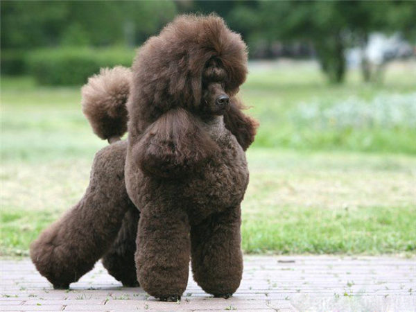 Royal Poodle Breed Description