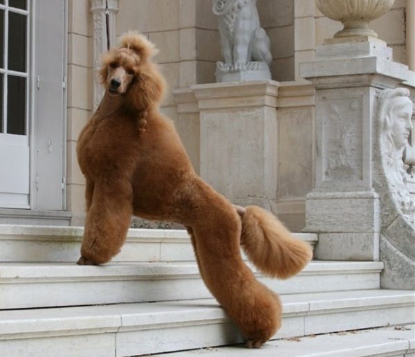 Big Royal Poodle