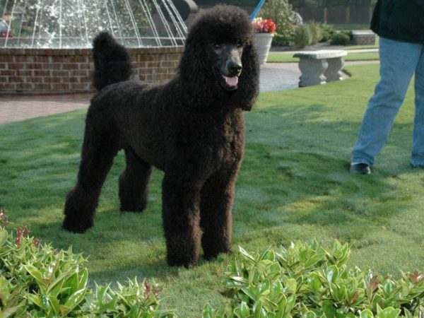 Royal Poodle in nature