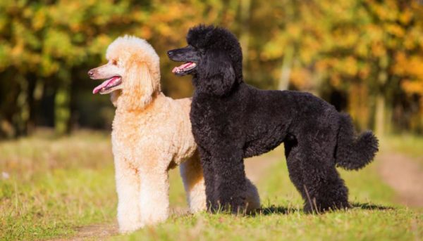 Royal Poodles Are Standing