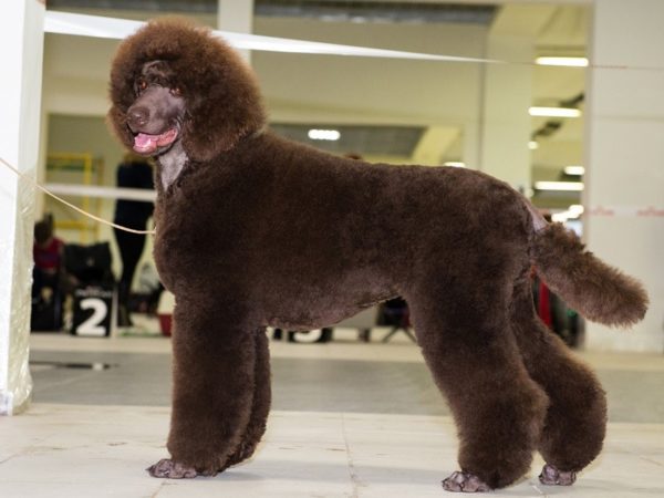 Royal Poodle Brown