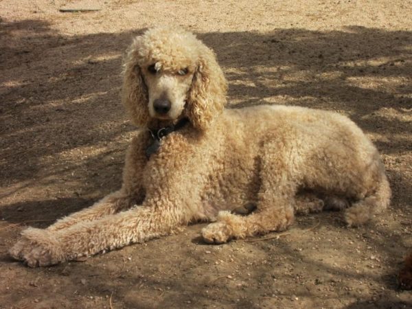 The royal poodle lies