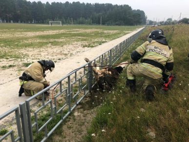 Rescuers free the cow
