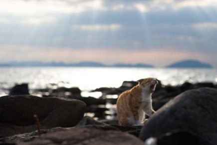 cat by the sea