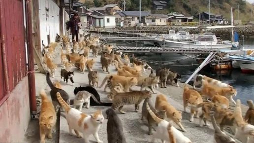 cats on the streets of Tashirojima