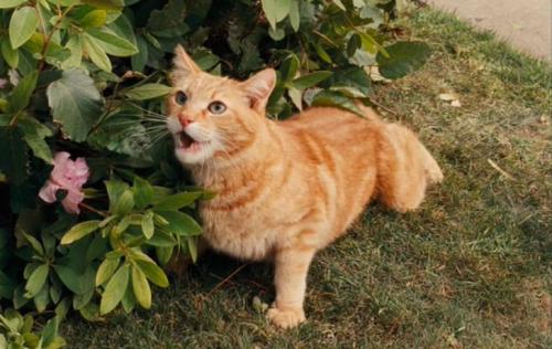 Cat marks territory: aromatherapy as a way problem solving