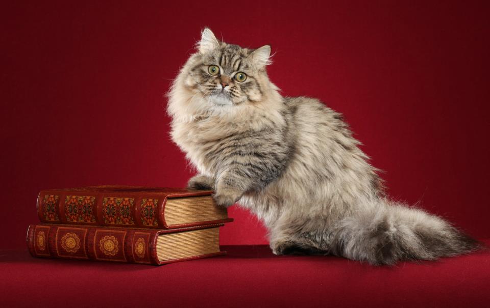 Cat Napoleon (Minuet)