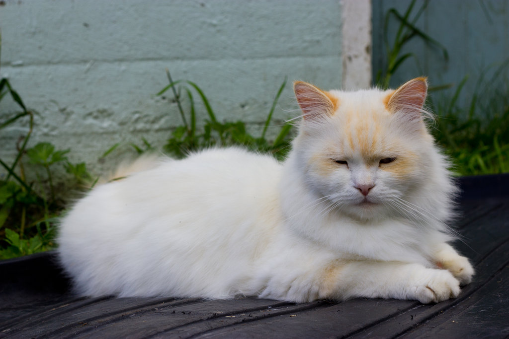 Cat Napoleon (Minuet)