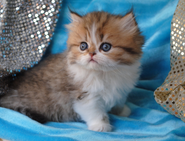 Cat Napoleon (Minuet)