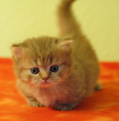 Cat Napoleon (Minuet)