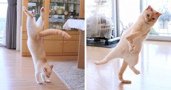 Cat Chaco is dancing