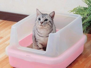 cat in a tray