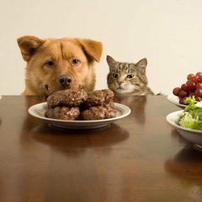 Cat and dog dream of cutlets
