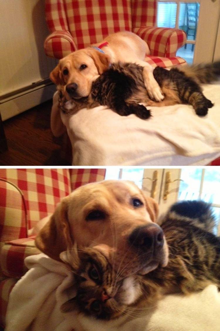 Cat with a dog on the bed