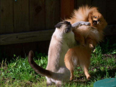 The cat is fighting with a dog
