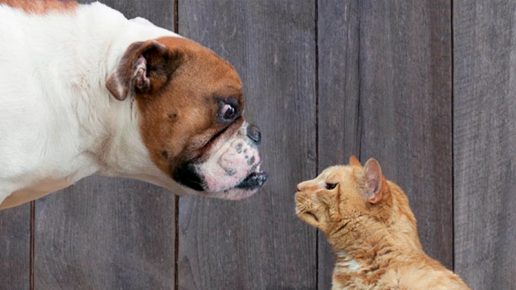 The cat and the dog are fighting