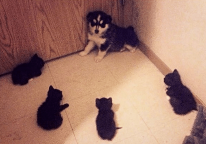 Kittens surrounded the puppy