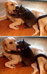 Cat and dog