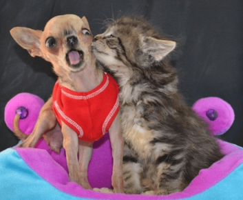 The kitten licks the dog