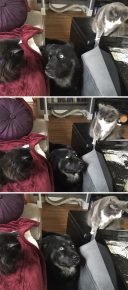 Cats and a dog