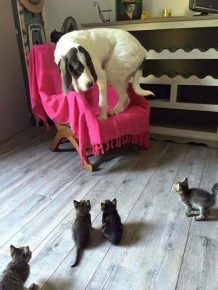 The dog climbed onto the chair from the kittens