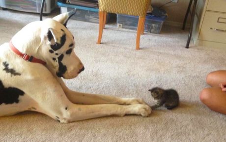 Dog and a little kitten