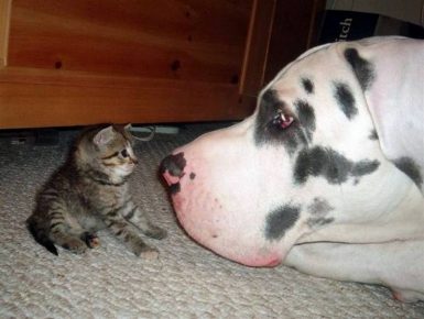 Kitten and a dog