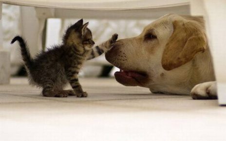 Kitten and a dog