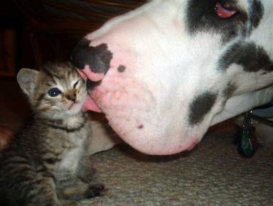 The dog licks a kitten
