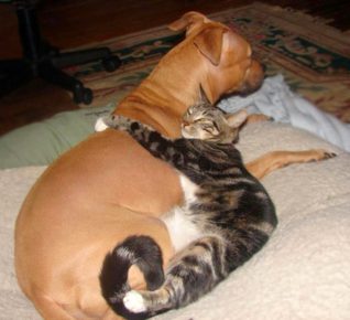 The cat hugs the dog