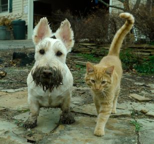 The cat and the dog came from a walk