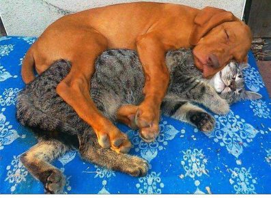 The dog sleeps in an embrace with a cat