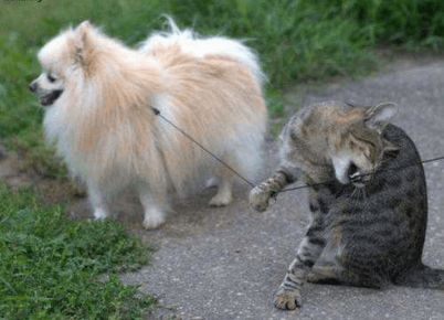 A cat chewing on a leash