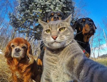 The cat takes a selfie
