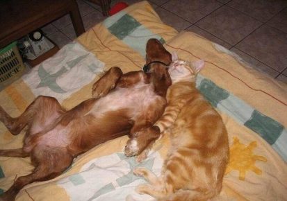 Cat and dog are sleeping