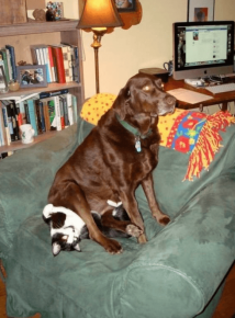 The dog sat on the cat