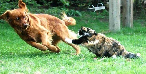Cat chasing a dog