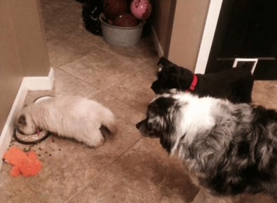 The cat ate food in dogs