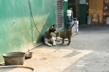 The cat caresses about the dog