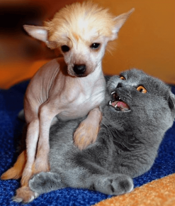 The dog sat on the cat